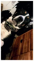 Lost Male Dog last seen Hwy 555 and Chaplin Rd, Willisburg, KY 40078