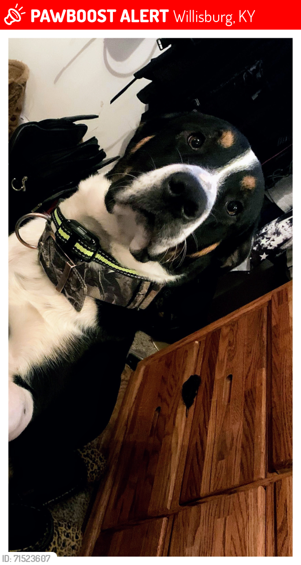 Lost Male Dog last seen Hwy 555 and Chaplin Rd, Willisburg, KY 40078