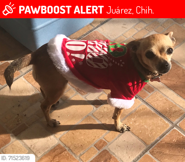 Lost Female Dog last seen Calzada del Rio & J Bermudez Privada la Paloma, Juárez, Chih. 32403