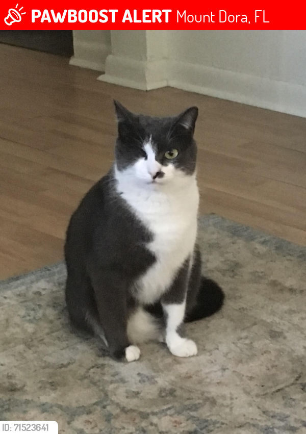 Lost Female Cat last seen Morningside Dr., Mount Dora, FL 32757