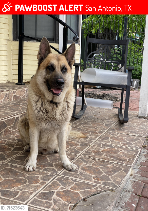 Lost Male Dog last seen Denver Heights Parks, San Antonio, TX 78210
