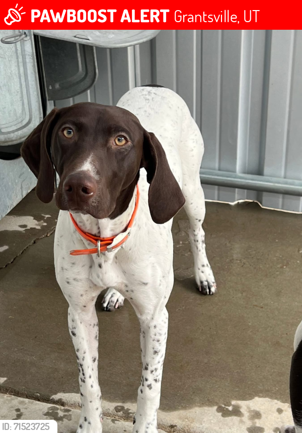 Lost Female Dog last seen Mormon trail road, grantsville reservoir, Grantsville, UT 84029