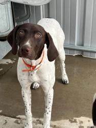 Lost Female Dog last seen Mormon trail road, grantsville reservoir, Grantsville, UT 84029
