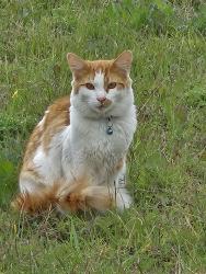 Lost Male Cat last seen Grand Ave & Rancho Ave, Colton, CA 92324