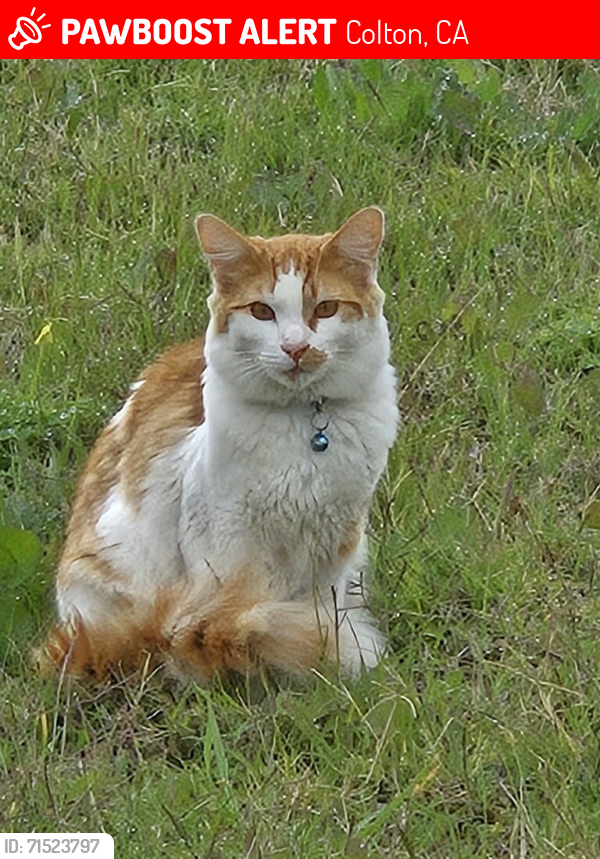 Lost Male Cat last seen Grand Ave & Rancho Ave, Colton, CA 92324