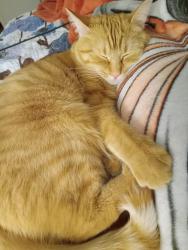 Lost Female Cat last seen Pool area, Clemson, SC 29631