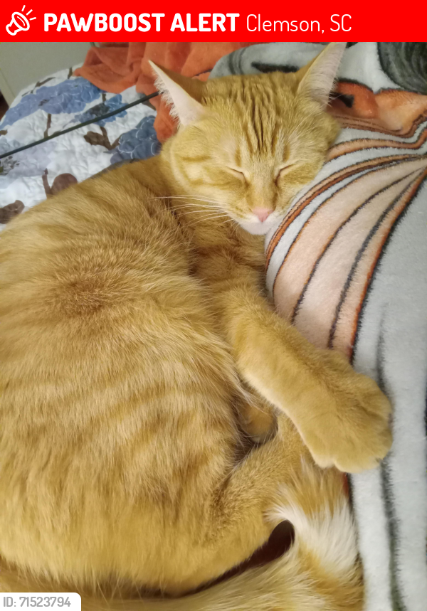 Lost Female Cat last seen Pool area, Clemson, SC 29631