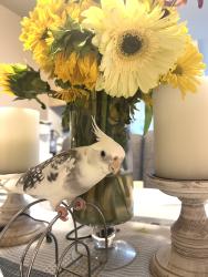 Lost Male Bird last seen Fair Oaks Blvd. And McClain Way by Lido Bakery, Carmichael, CA 95608