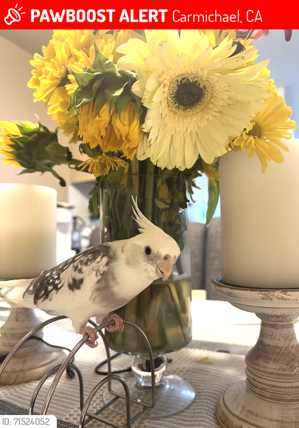 Lost Male Bird last seen Fair Oaks Blvd. And McClain Way by Lido Bakery, Carmichael, CA 95608