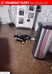 Lost Male Cat last seen Previously 