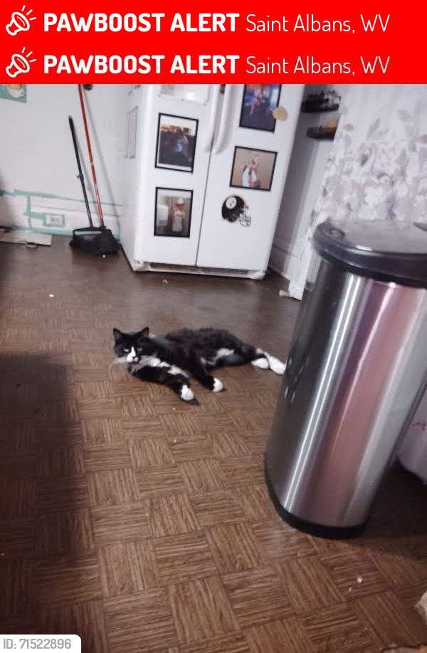 Lost Male Cat last seen Previously 