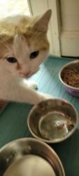 Lost Male Cat last seen Tucker Street, Burlington, NC 27216