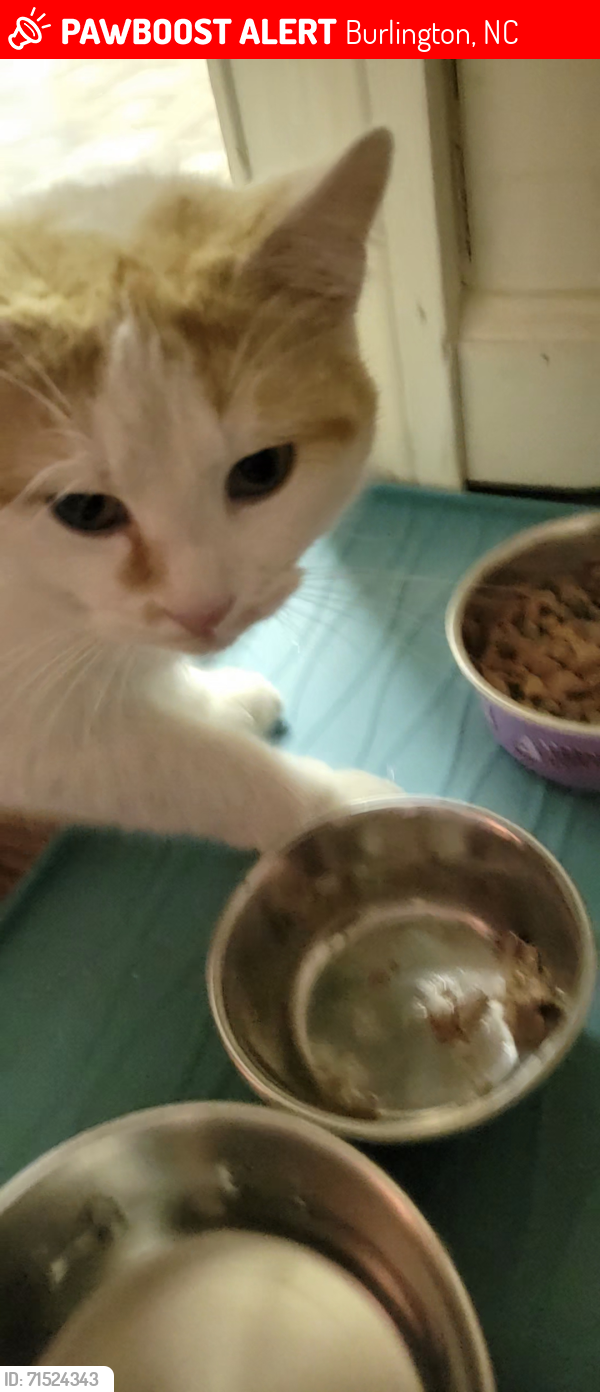 Lost Male Cat last seen Tucker Street, Burlington, NC 27216
