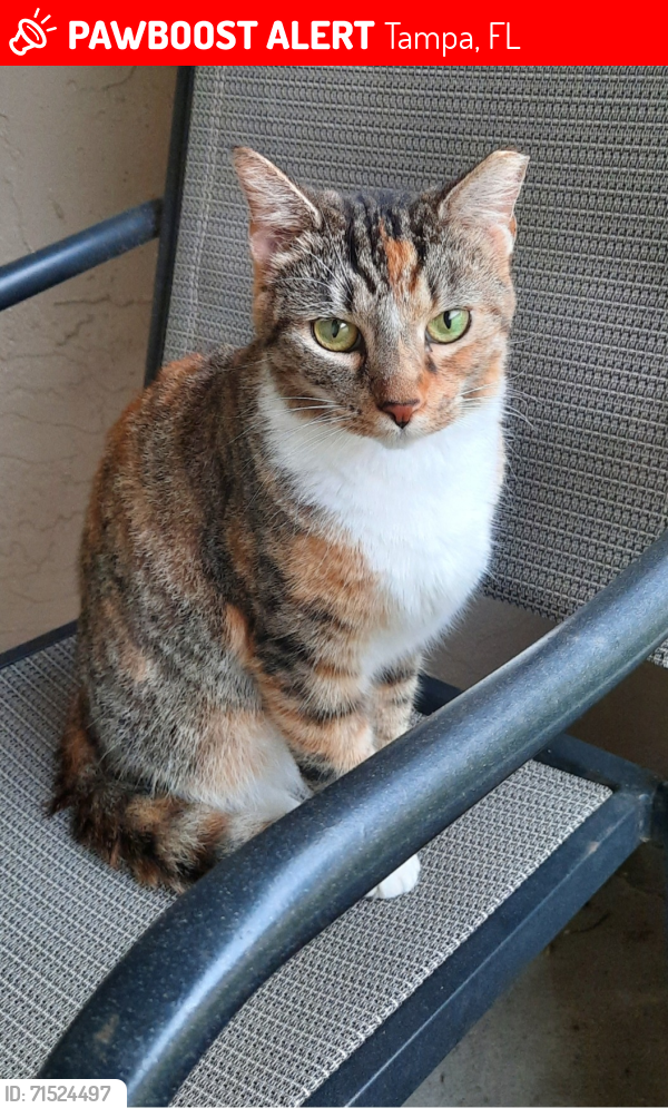Lost Female Cat last seen Gunn Hwy & Anderson Rd. (next to Publix), Cedar Creek community. , Tampa, FL 33625