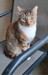 Lost Female Cat last seen Gunn Hwy & Anderson Rd. (next to Publix), Cedar Creek community. , Tampa, FL 33625