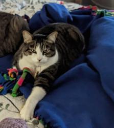 Lost Male Cat last seen Rustic acres, Mystic Chase , Selma, TX 78154