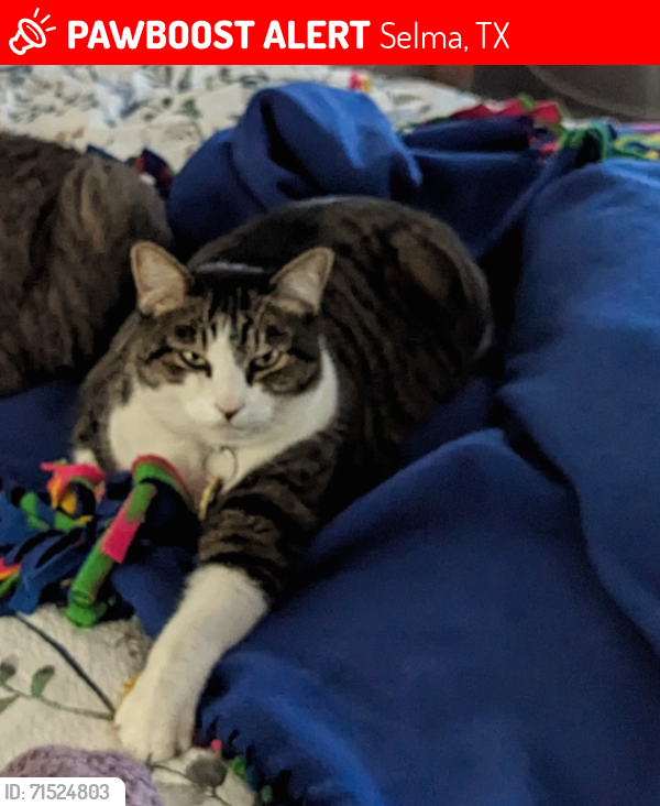 Lost Male Cat last seen Rustic acres, Mystic Chase , Selma, TX 78154
