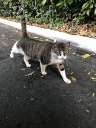Lost Male Cat last seen SW 137 Avenue and 89 Street, The Hammocks, FL 33186