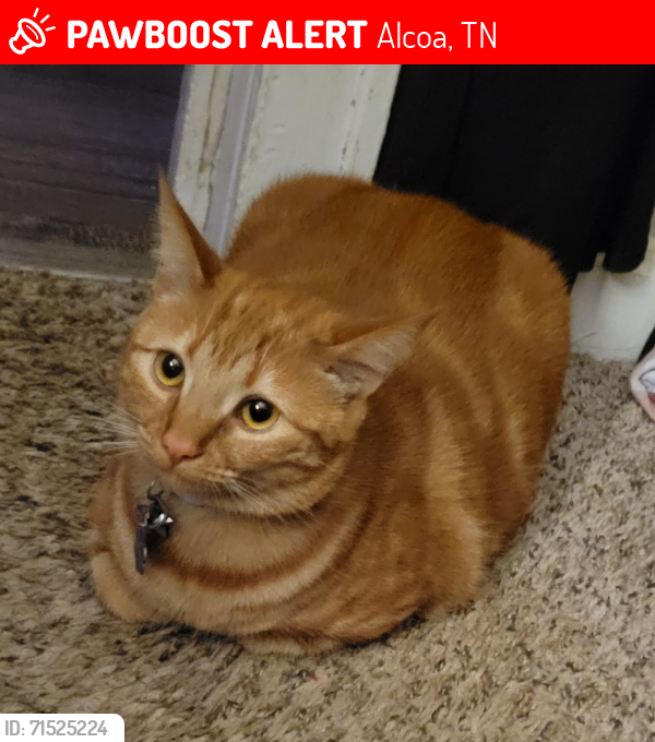 Lost Female Cat last seen Rock gardens community , Alcoa, TN 37701