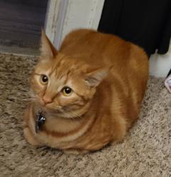 Lost Female Cat last seen Rock gardens community , Alcoa, TN 37701