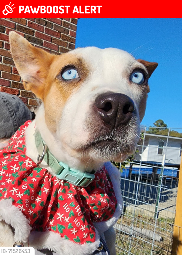 Lost Female Dog last seen Philadelphia Road / Seven pines road , Darlington County, SC 29069