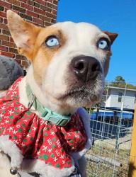 Lost Female Dog last seen Philadelphia Road / Seven pines road , Darlington County, SC 29069