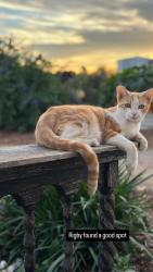 Lost Male Cat last seen Vista Ramona & Sageland, Ramona, CA 92065