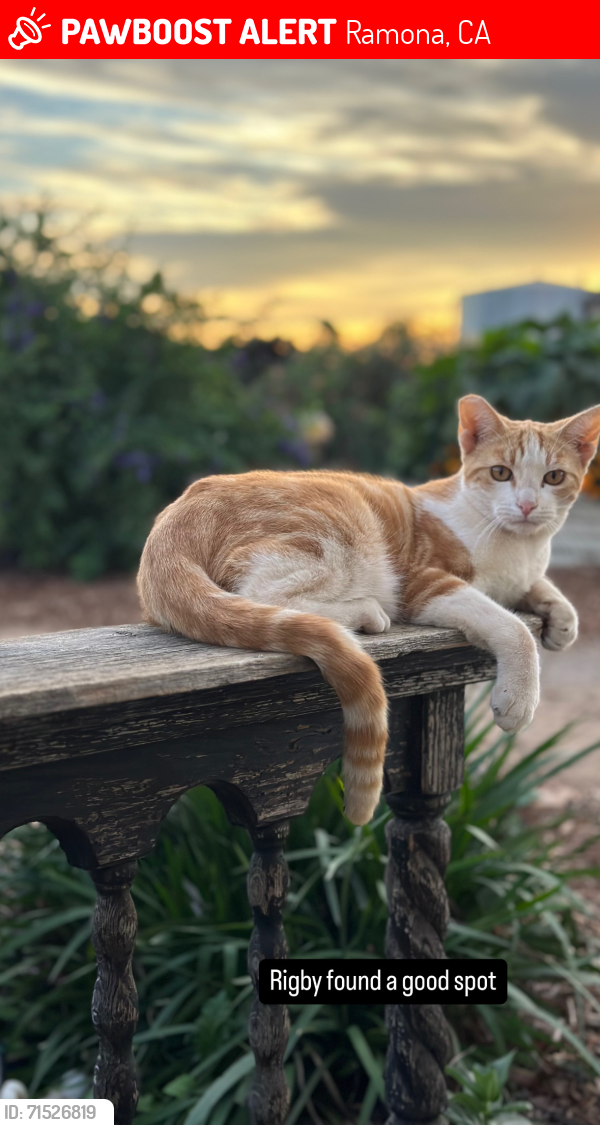 Lost Male Cat last seen Vista Ramona & Sageland, Ramona, CA 92065