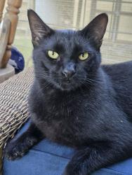 Lost Male Cat last seen Holiday Village neighborhood 190 in Pointblank before big bridge to Onalaska , Point Blank, TX 77364