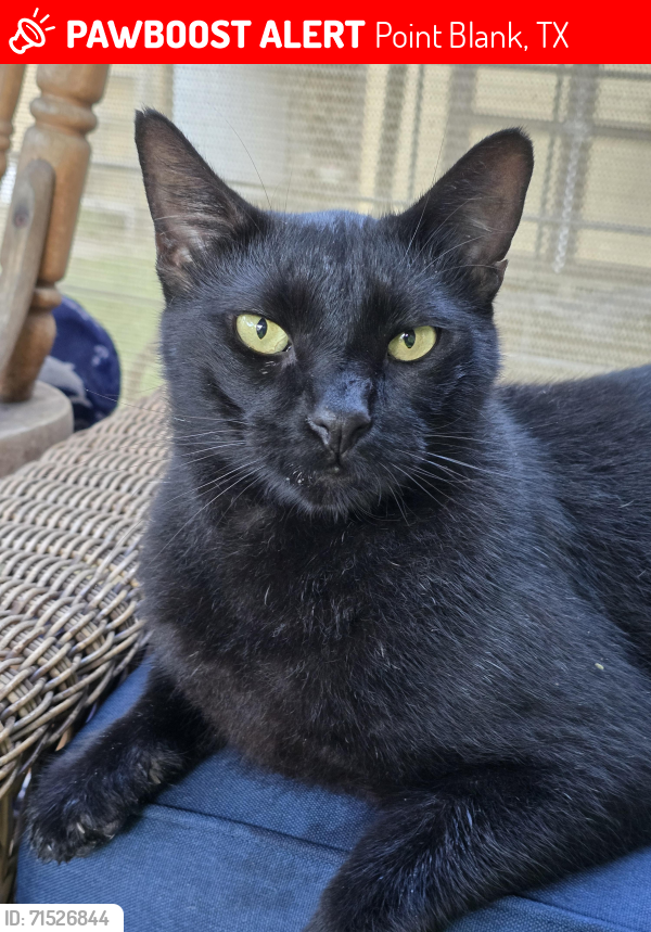 Lost Male Cat last seen Holiday Village neighborhood 190 in Pointblank before big bridge to Onalaska , Point Blank, TX 77364