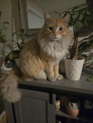 Lost Male Cat last seen The Block, Garden Grove, CA 92843