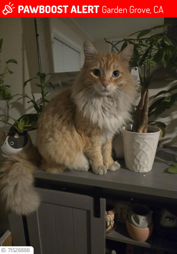 Lost Male Cat last seen The Block, Garden Grove, CA 92843