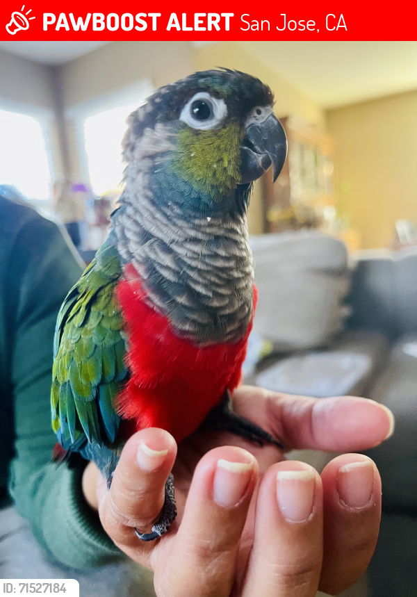 Lost Unknown Bird last seen Coyote Road & Fullerton Court, San Jose, CA 95111