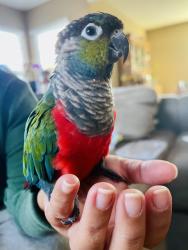 Lost Unknown Bird last seen Coyote Road & Fullerton Court, San Jose, CA 95111