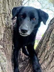 Lost Female Dog last seen I 35 @ MILEMARKER 57.2, Cameron, MO 64429