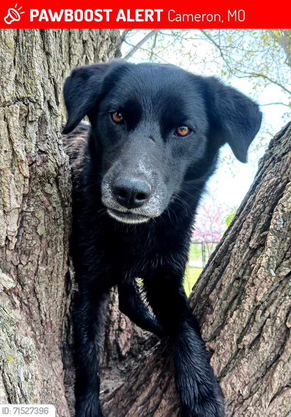 Lost Female Dog last seen I 35 @ MILEMARKER 57.2, Cameron, MO 64429
