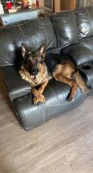 Reunited Male Dog last seen Williams ave Cleburne,tx 76033, Cleburne, TX 76033