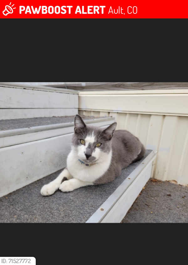 Lost Male Cat last seen W. 3rd St., Ault, CO 80610