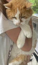 Lost Male Cat last seen Close to Horizons Park area, Red Bank Stables, Germanton, NC 27019