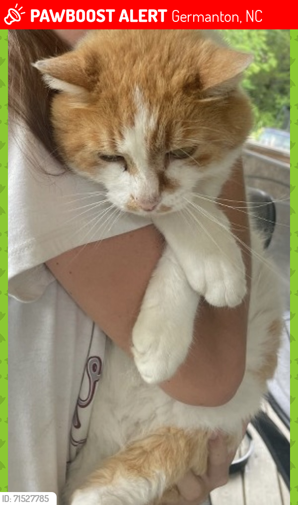 Lost Male Cat last seen Close to Horizons Park area, Red Bank Stables, Germanton, NC 27019
