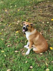 Lost Male Dog last seen Davis Chapel , LaFollette, TN 37766