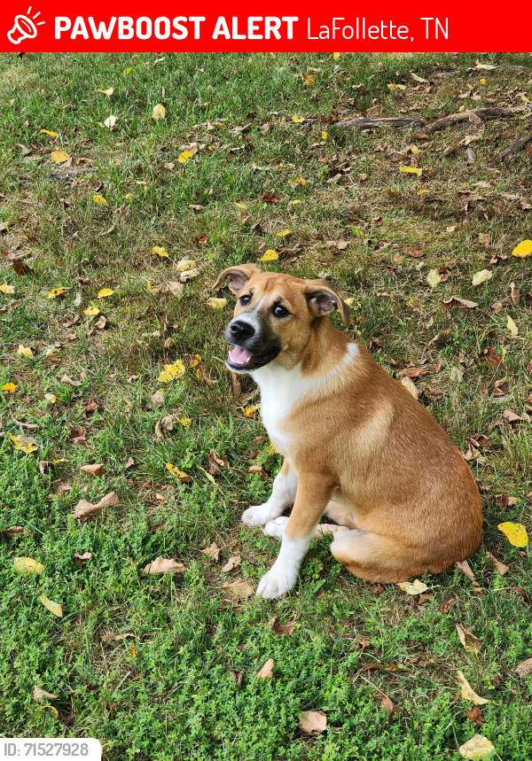 Lost Male Dog last seen Davis Chapel , LaFollette, TN 37766