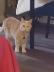 Lost Female Cat last seen Flagler Lane, Redondo Beach, CA 90278