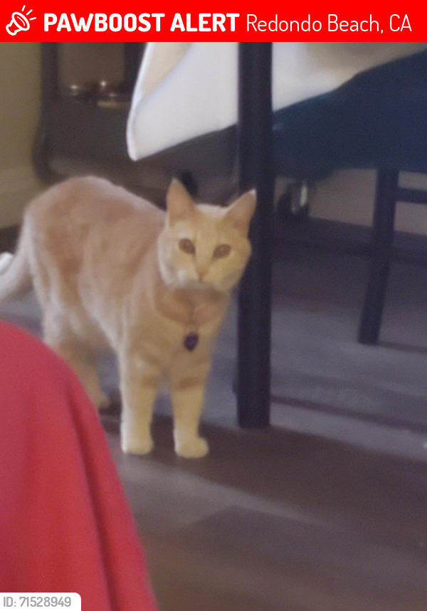 Lost Female Cat last seen Flagler Lane, Redondo Beach, CA 90278