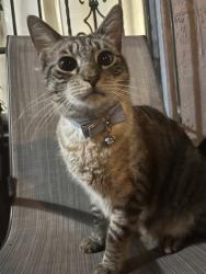 Lost Male Cat last seen hialeah gardens, Hialeah Gardens, FL 33016