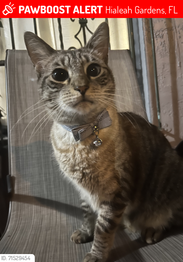 Lost Male Cat last seen hialeah gardens, Hialeah Gardens, FL 33016