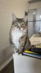 Lost Female Cat last seen Near E orange st, Tempe, AZ 85281
