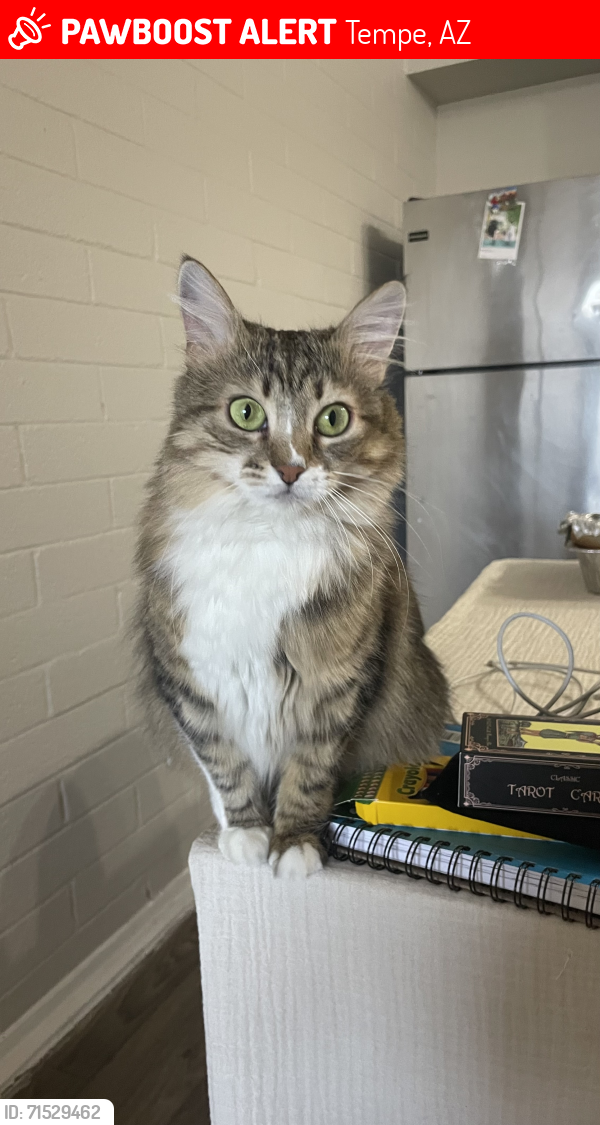 Lost Female Cat last seen Near E orange st, Tempe, AZ 85281