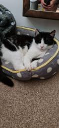 Lost Male Cat last seen Poplar road, corby, nn17, North Northamptonshire, England NN17 2UY