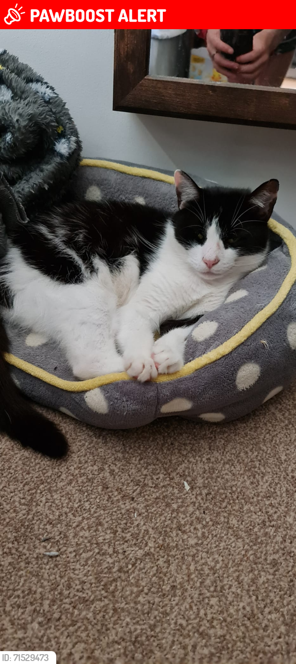 Lost Male Cat last seen Poplar road, corby, nn17, North Northamptonshire, England NN17 2UY